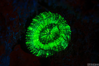 Scolymia wellsii (Solitary Disc Coral)