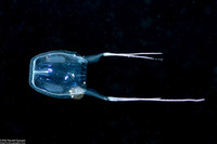 Alatina alata (Sea Wasp)