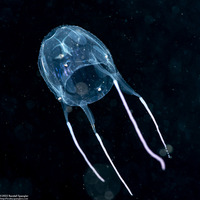 Alatina alata (Sea Wasp)