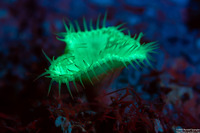 Palythoa grandis (Sun Zoanthid)