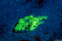 Synodus intermedius (Sand Diver)