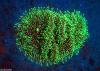 Ricordea florida (Florida Corallimorph)