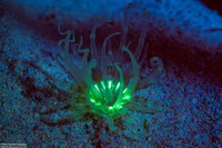 Isarachnanthus nocturnus (Banded Tube-Dwelling Anemone)