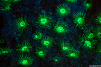 Zoanthus pulchellus (Mat Zoanthid)