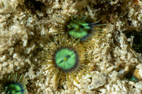 Zoanthus pulchellus (Mat Zoanthid)
