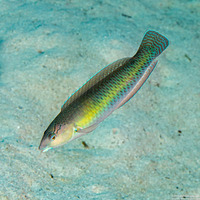 Halichoeres garnoti (Yellowhead Wrasse)