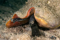 Aliger gigas (Queen Conch)