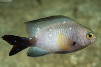 Microspathodon chrysurus (Yellowtail Damselfish)
