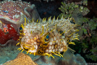 Chilomycterus antillarum (Web Burrfish)