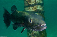 Sphyraena barracuda (Great Barracuda)