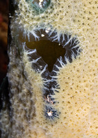 Niphates digitalis (Pink Vase Sponge)