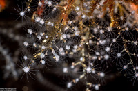 Pennaria disticha (Christmas Tree Hydroid)