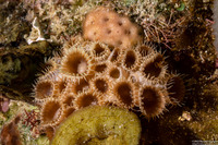 Palythoa caribaeorum (Encrusting Zoanthid)