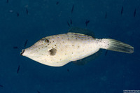 Aluterus scriptus (Scrawled Filefish)