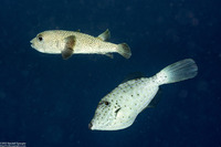 Aluterus scriptus (Scrawled Filefish)