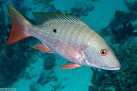 Lutjanus analis (Mutton Snapper)