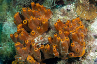 Ectyoplasia ferox (Brown Encrusting Octopus Sponge)