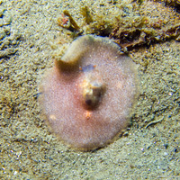 Kaburakia excelsa (Giant Flatworm)
