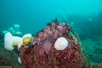 Scorpaenichthys marmoratus (Cabezon)