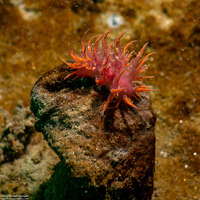 Dendronotus iris (Rainbow Dendronotus)