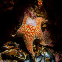 Dermasterias imbricata (Leather Star)
