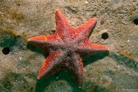 Patiria miniata (Bat Star)