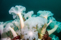 Metridium farcimen (White-Plumed Anemone)