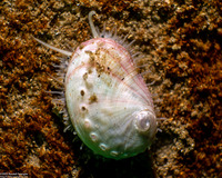 Haliotis rufescens (Red Abalone)