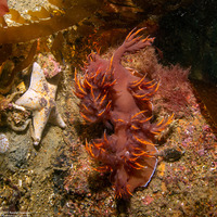Dendronotus iris (Rainbow Dendronotus)