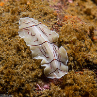 Eurylepta californica (Montgomery's Flatworm)