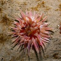 Urticina columbiana (Sand-Rose Anemone)