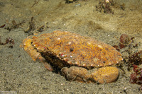 Romaleon antennarium (Pacific Rock Crab)