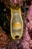Cephaloscyllium ventriosum (Swell Shark)