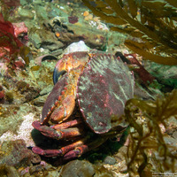Cancer productus (Red Rock Crab)