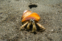 Isocheles pilosus (Moonsnail Hermit Crab)