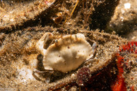 Cancer productus (Red Rock Crab)