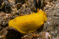 Doriopsilla fulva (White-Speckled Dorid)