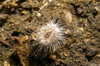 Diadumene leucolena (Ghost Anemone)