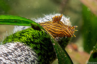 Polycera atra (Black Dorid)