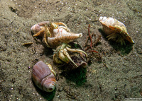 Isocheles pilosus (Moonsnail Hermit Crab)