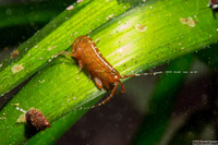 Sunamphitoe humeralis (Kelp Amphipod)