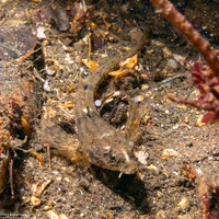 Odontopyxis trispinosa (Pygmy Poacher)