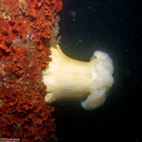Metridium farcimen (White-Plumed Anemone)