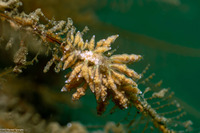Eubranchus rustyus (Homely Aeolid)