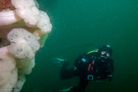 Metridium farcimen (White-Plumed Anemone)