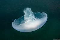 Aurelia aurita (Moon Jelly)
