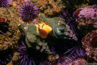 Kelletia kelletii (Kellet's Whelk)