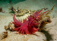 Dendronotus iris (Rainbow Dendronotus)