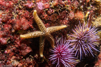 Stylasterias forreri (Fish-Eating Star)