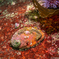 Haliotis kamtschatkana (Pinto Abalone)